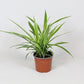 Spider Plant | Irish