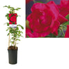 Climbing Garden Rose | Heidelberg