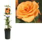 Climbing Garden Rose | Orange