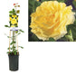 Climbing Garden Rose | Yellow