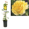Climbing Garden Rose | Yellow