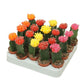 Chin Cactus