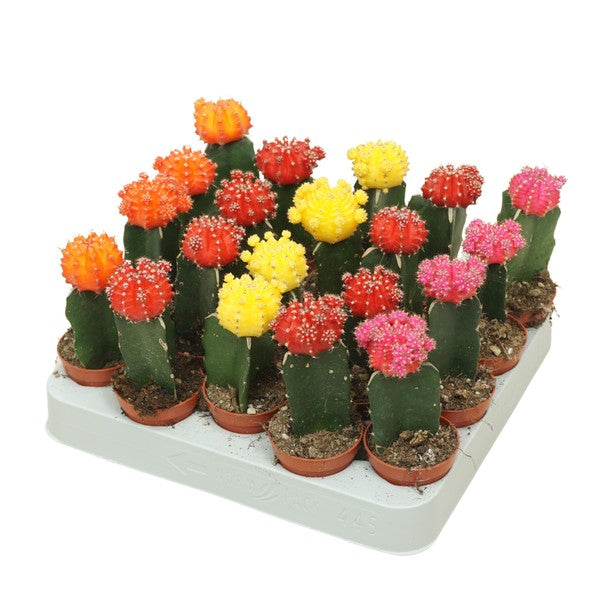 Chin Cactus