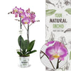 Phalaenopsis Orchid | Sunca Split