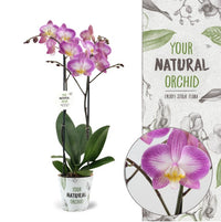 Phalaenopsis Orchid | Sunca Split