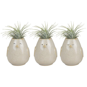 Air Plant Peeps | Tillandsia - Indoor Plant