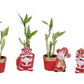 Lucky Bamboo