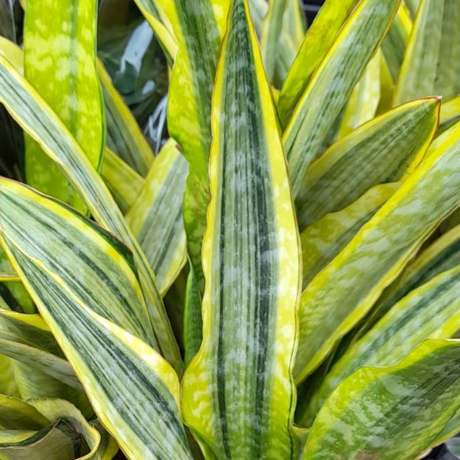 snake plant lauren Snake Plant | Lauren