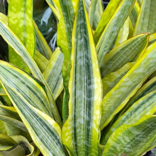 Snake Plant | Lauren | Rare Find | 