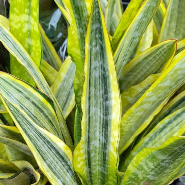 Snake Plant | Lauren | Rare Find | Sansevieria Trifasciata