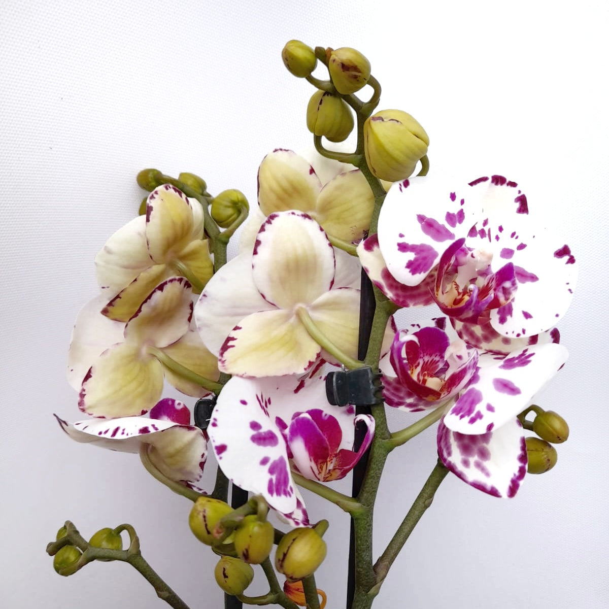 Phalaenopsis Orchid | Dream Spot