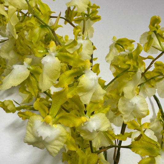 Scented Dancing Ladies Orchid | Pupukea | Hard To Find | 