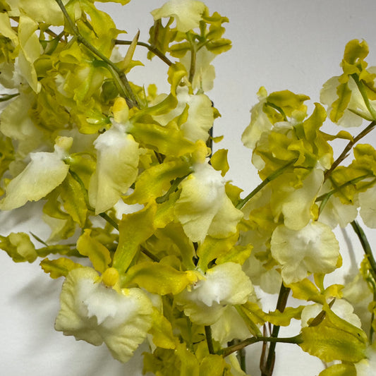 Scented Dancing Ladies Orchid | Pupukea | Hard To Find | Potted Houseplants