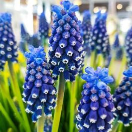 Grape Hyacinth | Night Eyes (in flower)