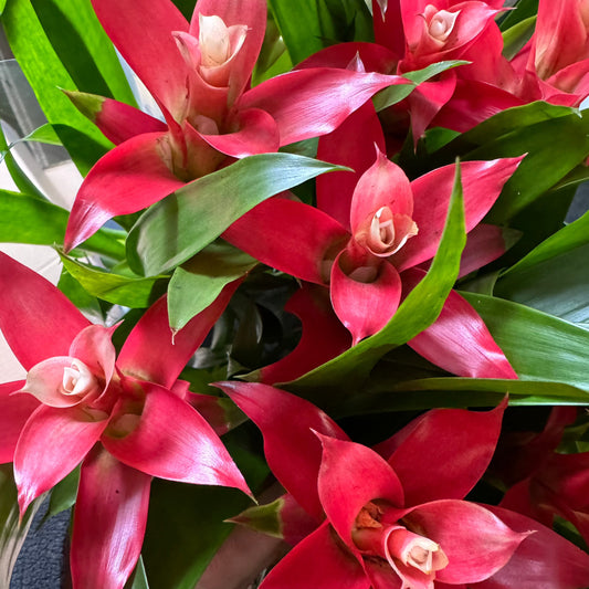 Bromeliad | Guzmania | Red White Bicolour | Perfect Plants for Under £30
