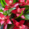 Bromeliad | Guzmania | Red White Bicolour