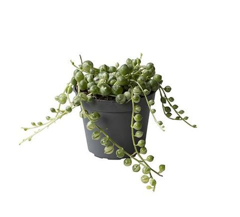 Variegated String Of Pearls | Albo | Hard To Find | Potted Houseplants
