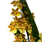 Colmanara Orchid | Pacific Sunset