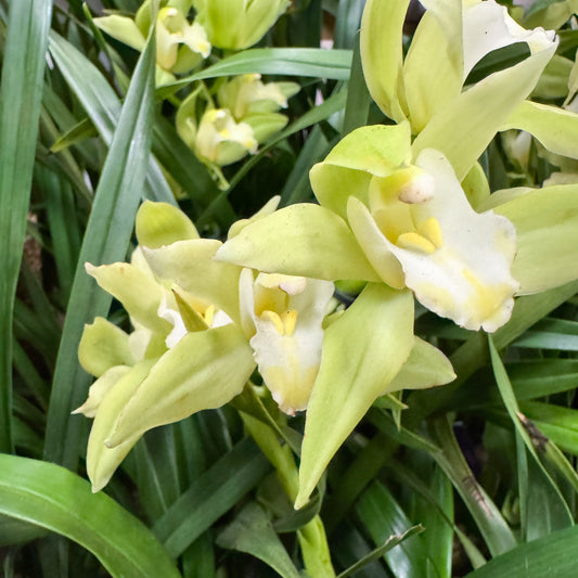 Cymbidium Orchid | Mint Source | Potted Houseplants