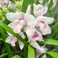 Cymbidium Orchid | Bloom
