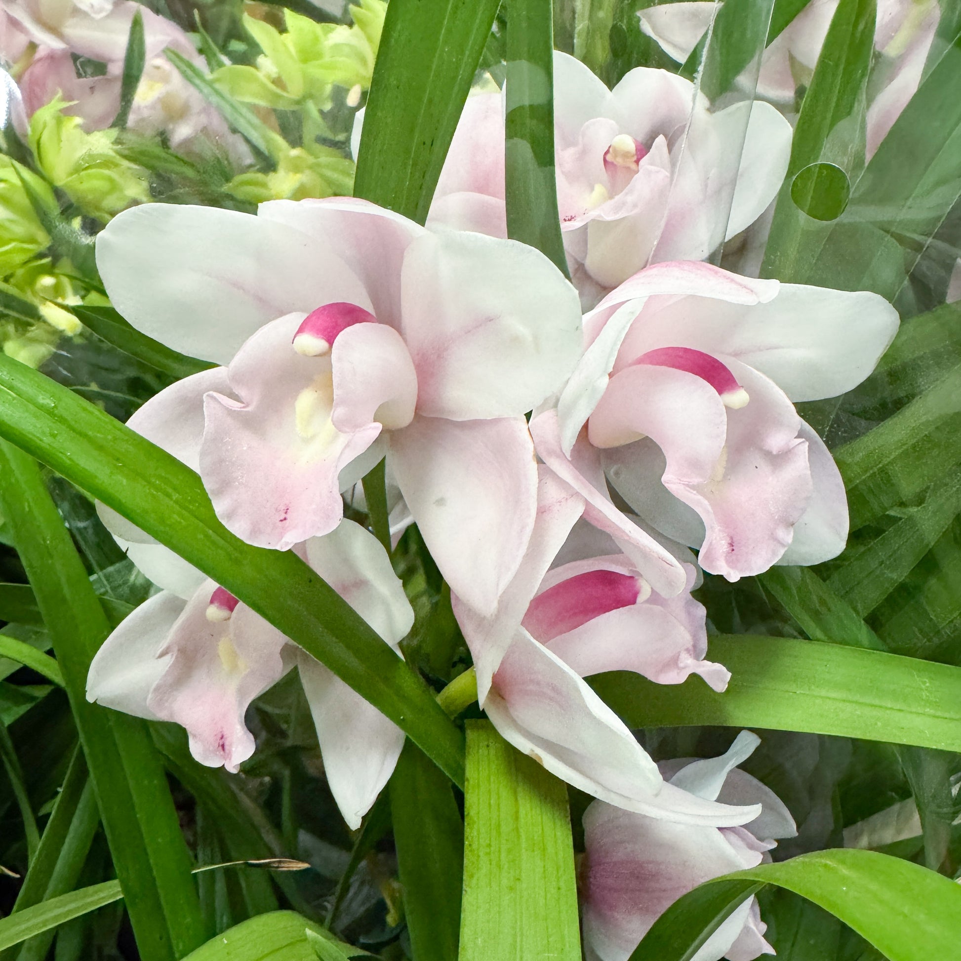 Cymbidium Orchid | Bloom