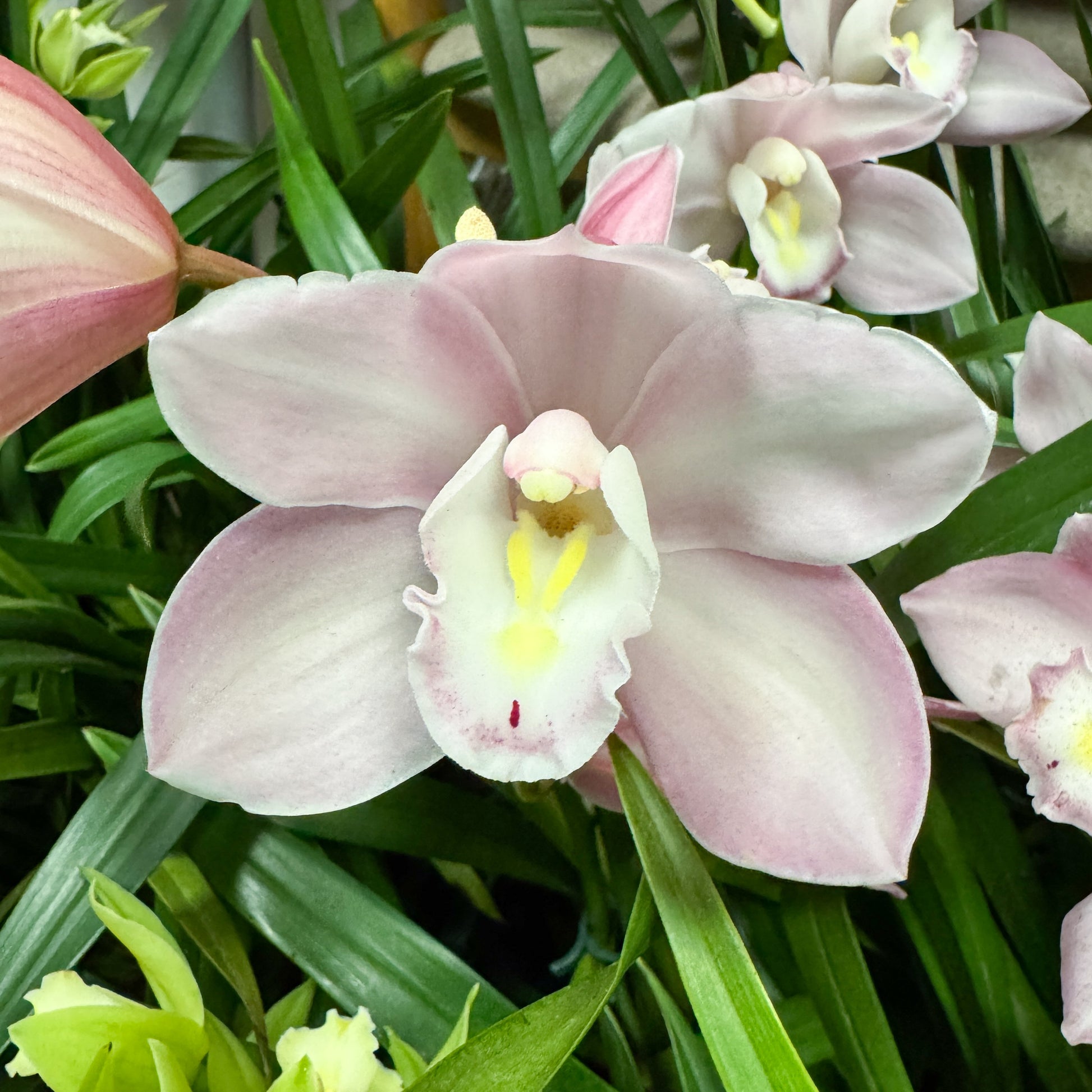 Cymbidium Orchid | Pink Bell