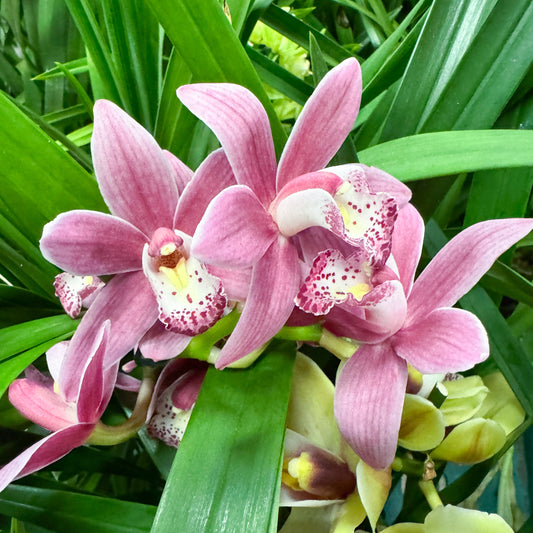 Cymbidium Orchid | Mauve Magic | Potted Houseplants