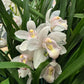 Cymbidium Orchid | White