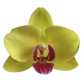 Phalaenopsis Orchid | Amalfi