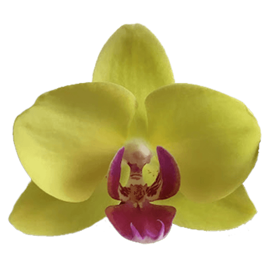 Phalaenopsis Orchid | Amalfi | Potted Houseplants