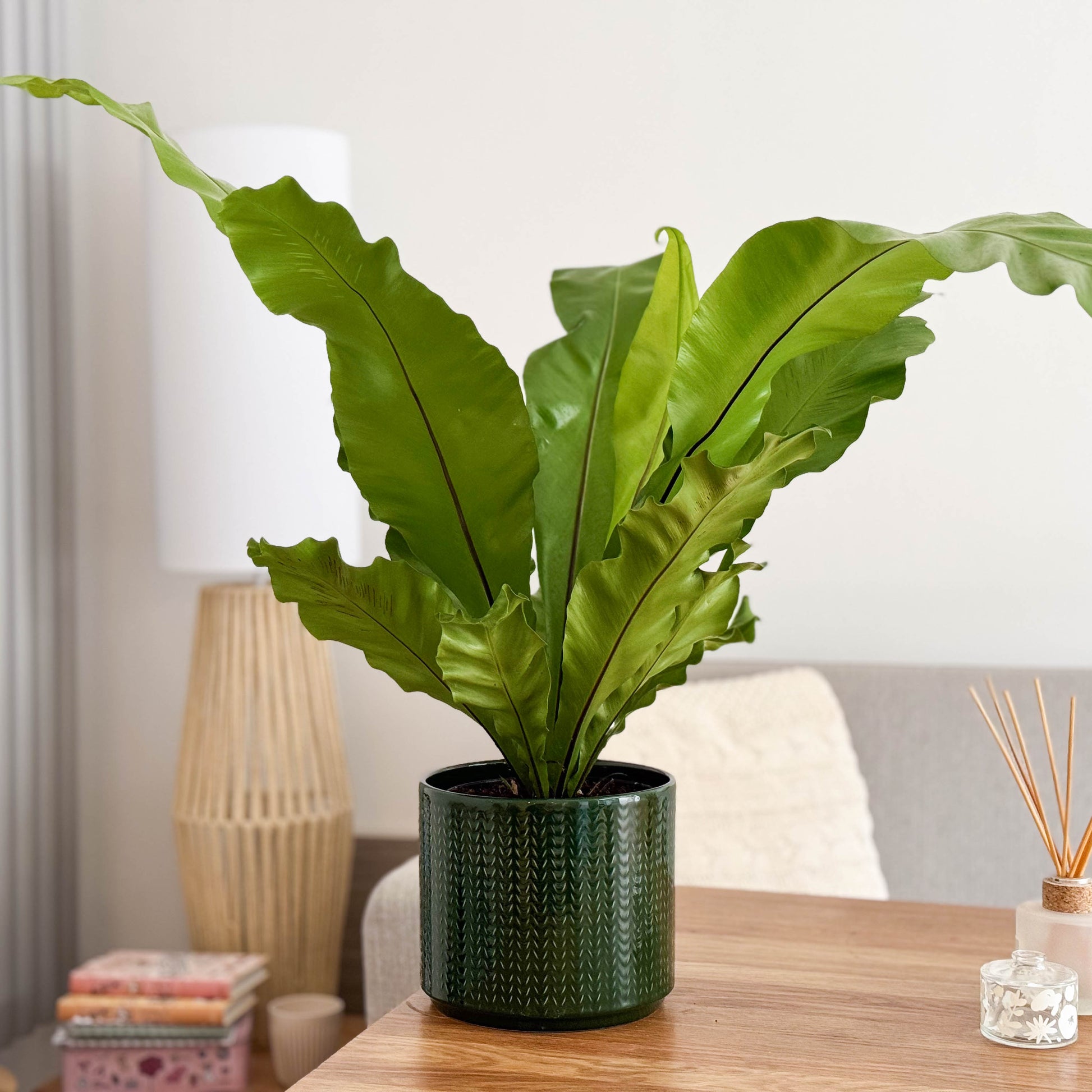birds nest fern house plant Birds Nest Fern