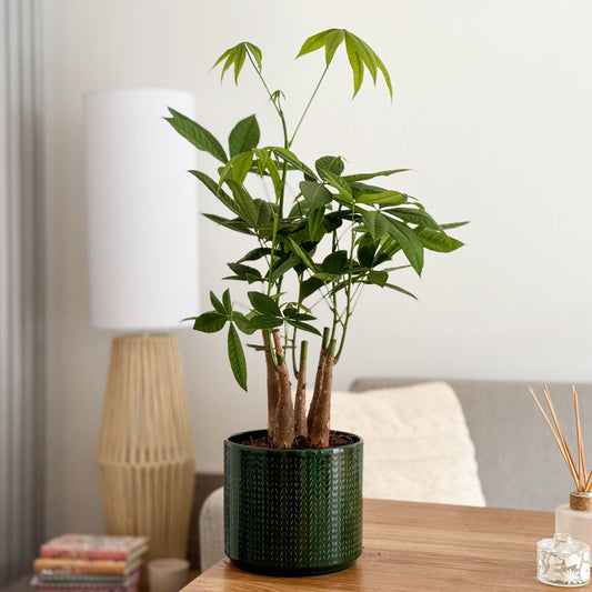 Money Tree | Straight Up! | Potted Houseplants