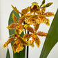 Cambria Orchid | Zesty
