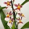 Cambria Orchid |  Cookies