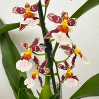 Cambria Orchid |  Cookies