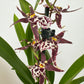 Butterfly Orchid | Titanium Gothic