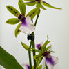 Zygopetalum Orchid | Impasto Green