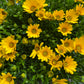African Daisy | Yellow | Outdoor Plant