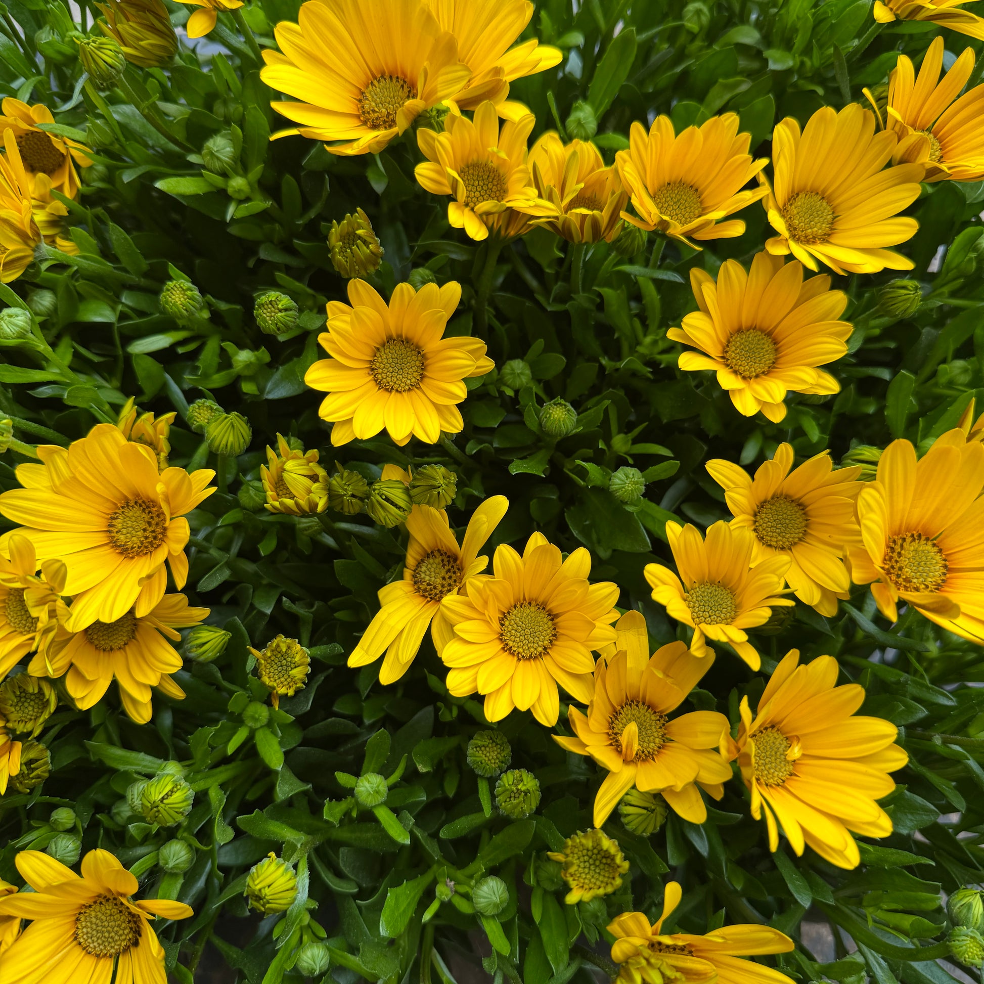 African Daisy | Yellow | Outdoor Plant