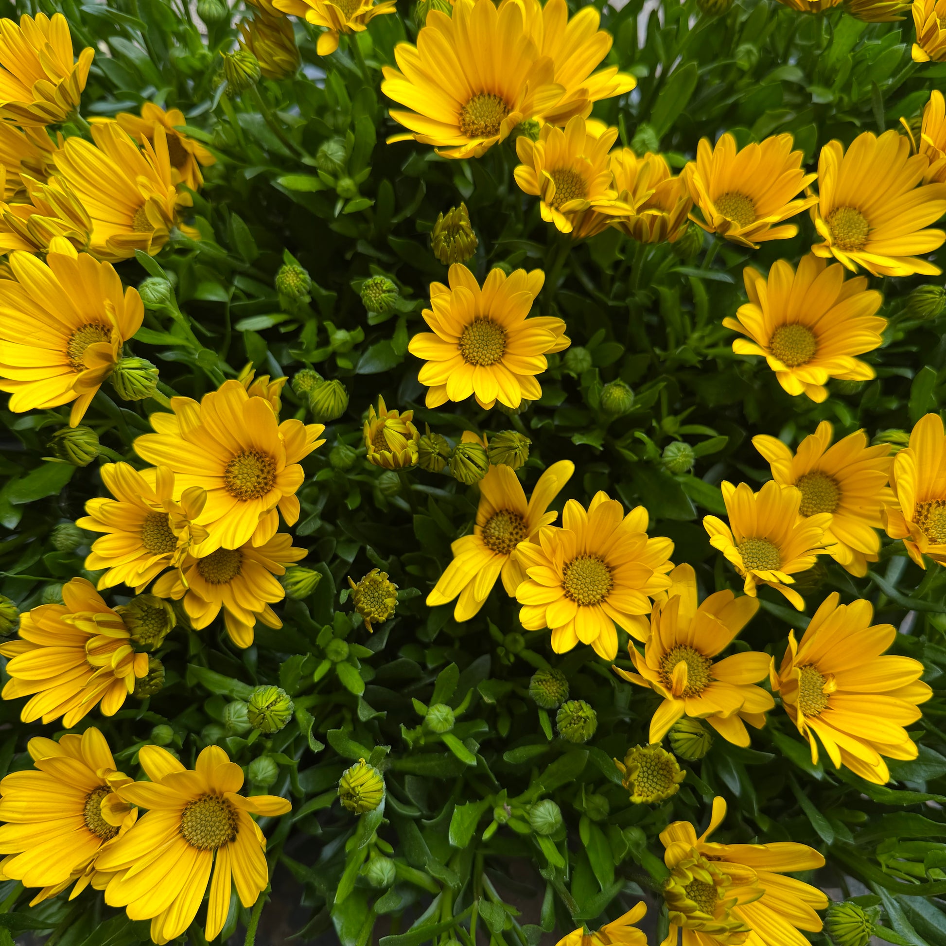 African Daisy | Yellow | Outdoor Plant