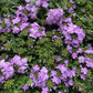 Trailing Verbena | Surprise Colour | Outdoor Plant
