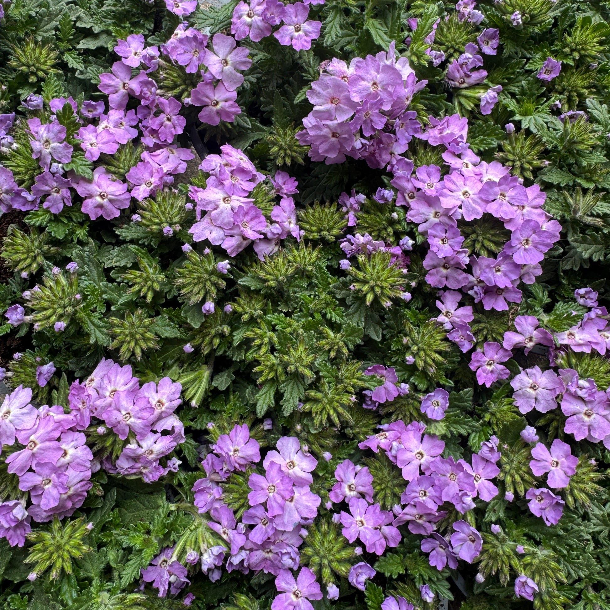 Trailing Verbena | Surprise Colour | Outdoor Plant