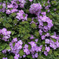 Trailing Verbena | Surprise Colour | Outdoor Plant