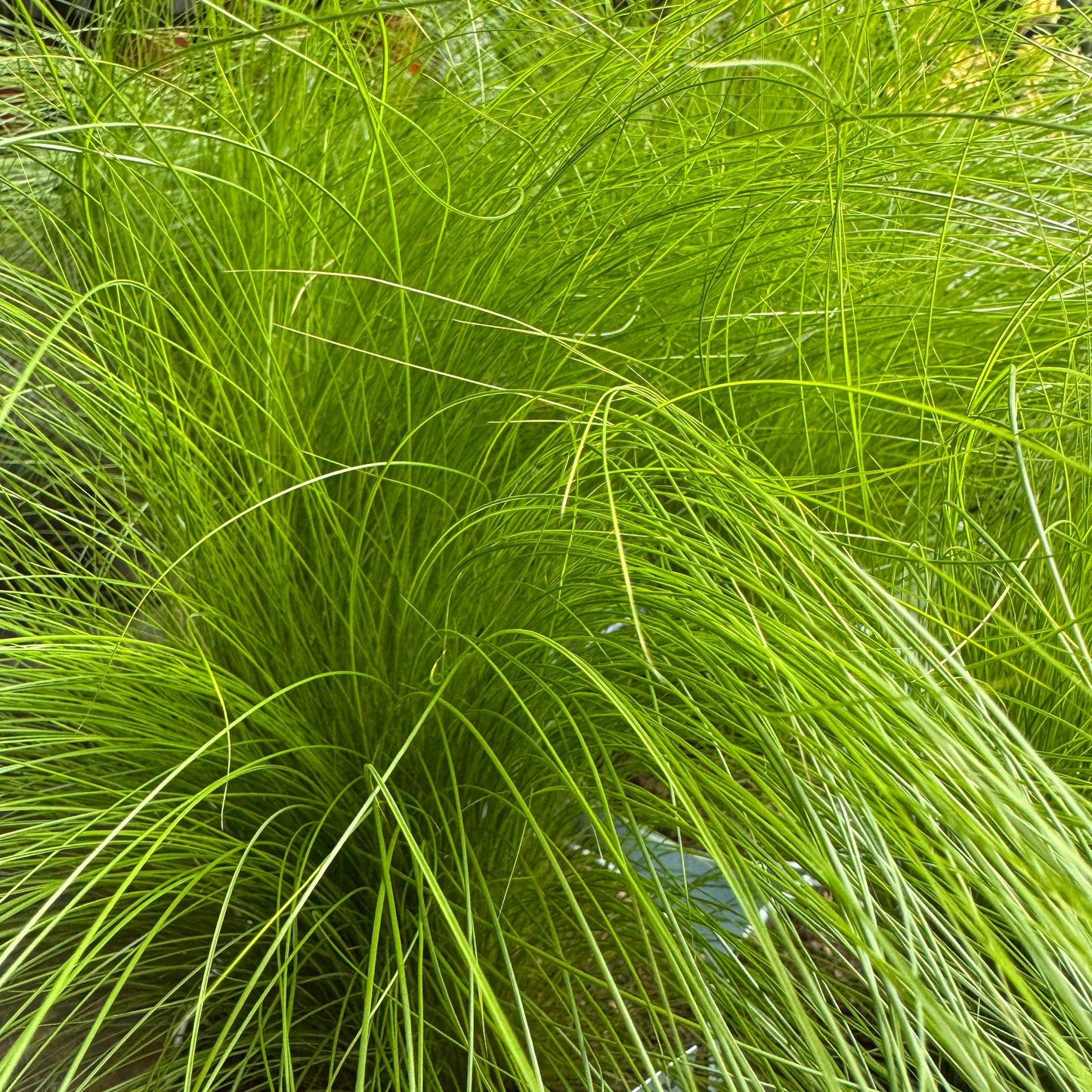 Pony Tail Grass | Outdoor Plant