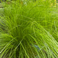 Pony Tail Grass | Outdoor Plant