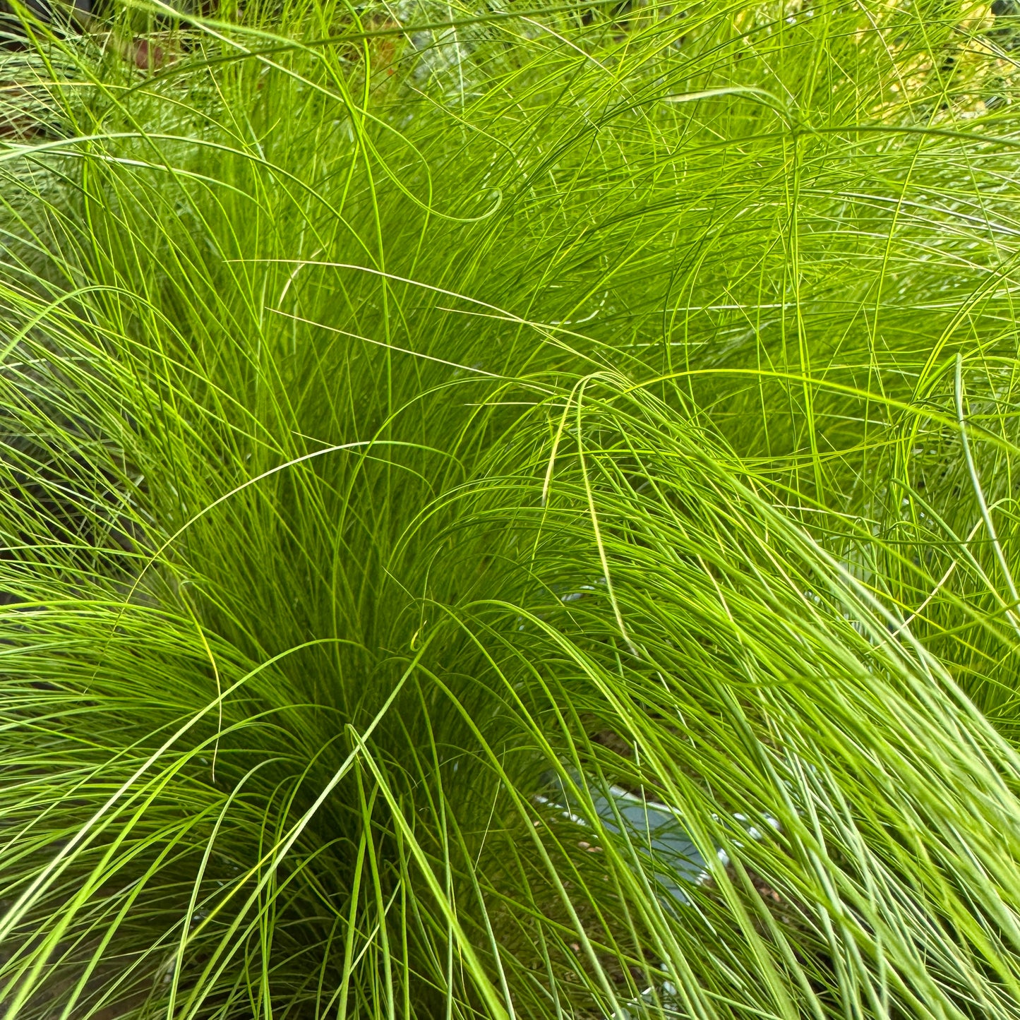 Pony Tail Grass | Outdoor Plant