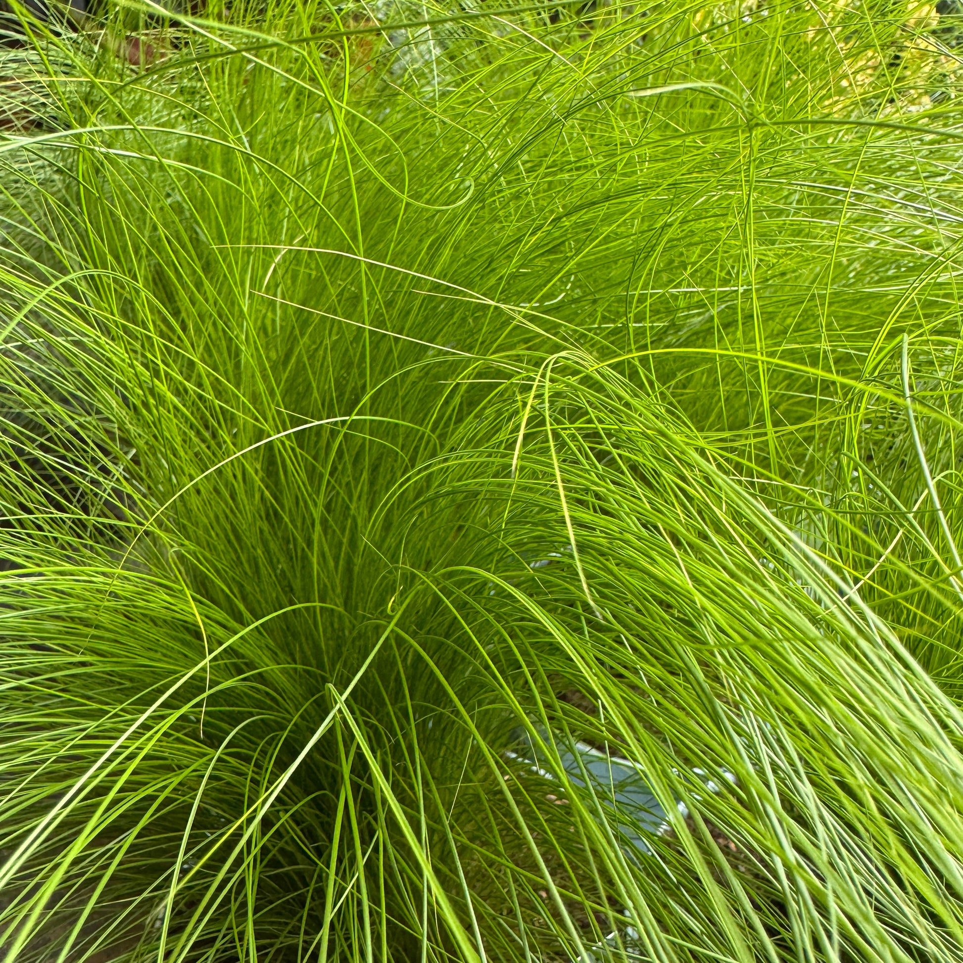 Pony Tail Grass | Outdoor Plant