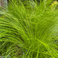 Pony Tail Grass | Outdoor Plant