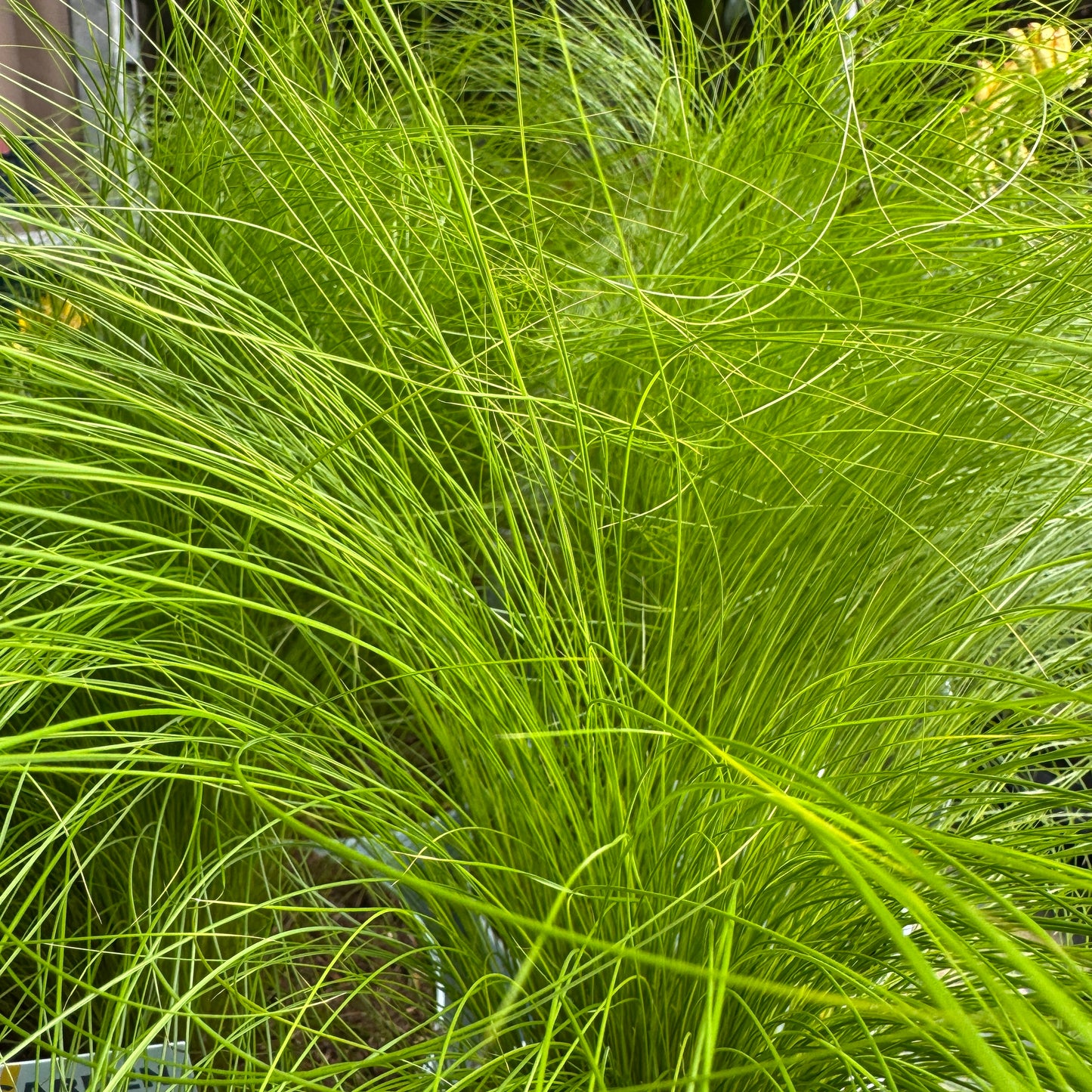 Pony Tail Grass | Outdoor Plant