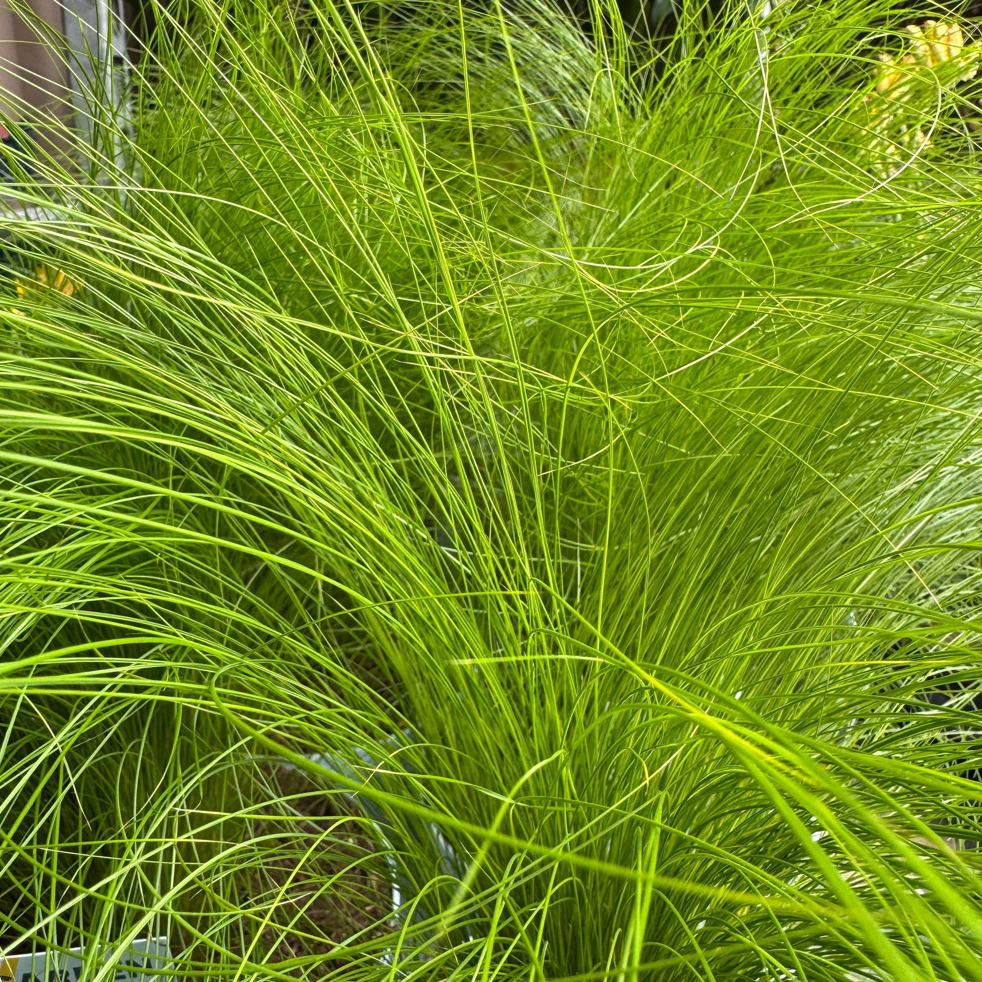 Pony Tail Grass | Outdoor Plant